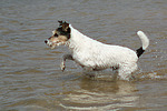 Parson Russell Terrier