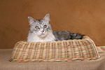 liegende Maine Coon / lying Maine Coon