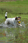 spielender Parson Russell Terrier / playing PRT