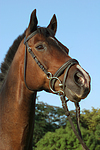 Warmblut Portrait / warmblood portrait