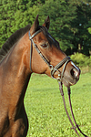 Warmblut Portrait / warmblood portrait