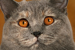 Britisch Kurzhaar / british shorthair