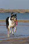 spielender Border Collie am Strand / playing Border Collie at beach