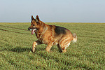 rennender Deutscher Schäferhund / running German Shepherd