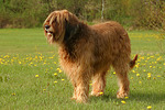 Briard / berger de brie