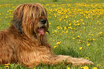 Briard / berger de brie