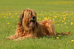 Briard / berger de brie