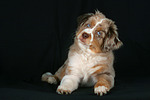 Miniature Australian Shepherd Welpe / miniature australian shepherd puppy