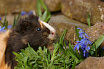 Sheltiemeerschwein / guninea pig