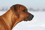 Rhodesian Ridgeback Portrait