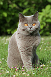 Britisch Kurzhaar / british shorthair