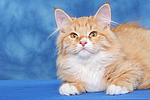 Sibirische Katze / siberian cat