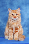 Sibirische Katze / siberian cat