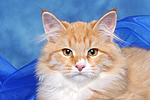 Sibirische Katze / siberian cat