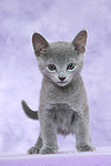 stehendes Russisch Blau Kätzchen / standing russian blue kitten
