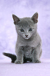sitzendes Russisch Blau Kätzchen / sitting russian blue kitten