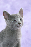 Russisch Blau Kätzchen Portrait / russian blue kitten portrait
