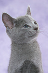 Russisch Blau Kätzchen Portrait / russian blue kitten portrait