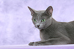 liegende Russisch Blau / lying russian blue