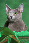 Russisch Blau / russian blue