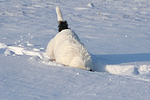 Parson Russell Terrier buddelt im Schnee / prt digging in snow