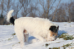 Parson Russell Terrier buddelt im Schnee / prt digging in snow