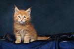 Maine Coon Kätzchen / maine coon kitten