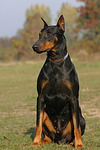 Dobermann / doberman pinscher