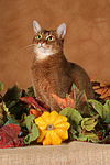 Abessinier / abyssinian cat