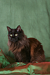 Maine Coon