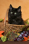 Norwegische Waldkatze Kätzchen / norwegian forestcat kitten