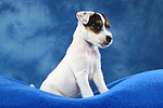 Parson Russell Terrier Welpe / parson russell terrier puppy