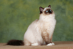 Ragdoll