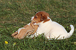 Jack Russell Terrier Welpe / jack russell terrier puppy