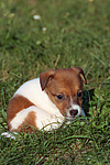 Jack Russell Terrier Welpe / jack russell terrier puppy