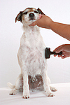 Parson Russell Terrier