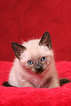 sitzendes Thai Kätzchen / sitting thai kitten
