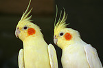 Nymphensittiche / cockatiels