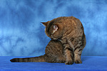 Britisch Kurzhaar / british shorthair