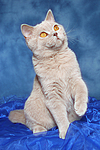 Britisch Kurzhaar / british shorthair