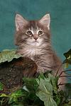 Maine Coon Kätzchen / maine coon kitten