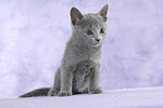 sitzendes Russisch Blau Kätzchen / sitting russian blue kitten