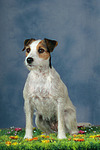 Parson Russell Terrier