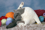 Britisch Kurzhaar / british shorthair