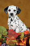 Dalmatiner Welpe / dalmatian puppy