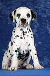 Dalmatiner Welpe / dalmatian puppy