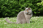 Britisch Kurzhaar / british shorthair