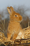 Zwergkaninchen / dwarf rabbit