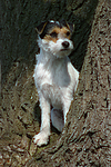 Parson Russell Terrier