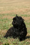 Havaneser / Havanese